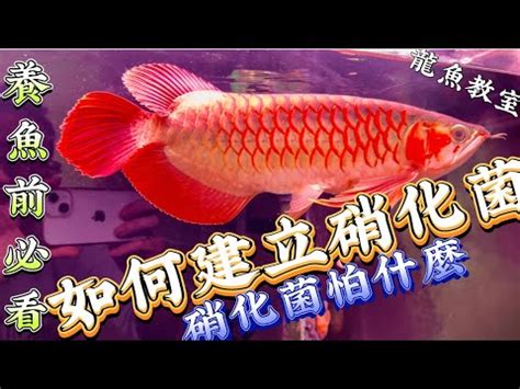 紅龍 魚|亞洲龍魚